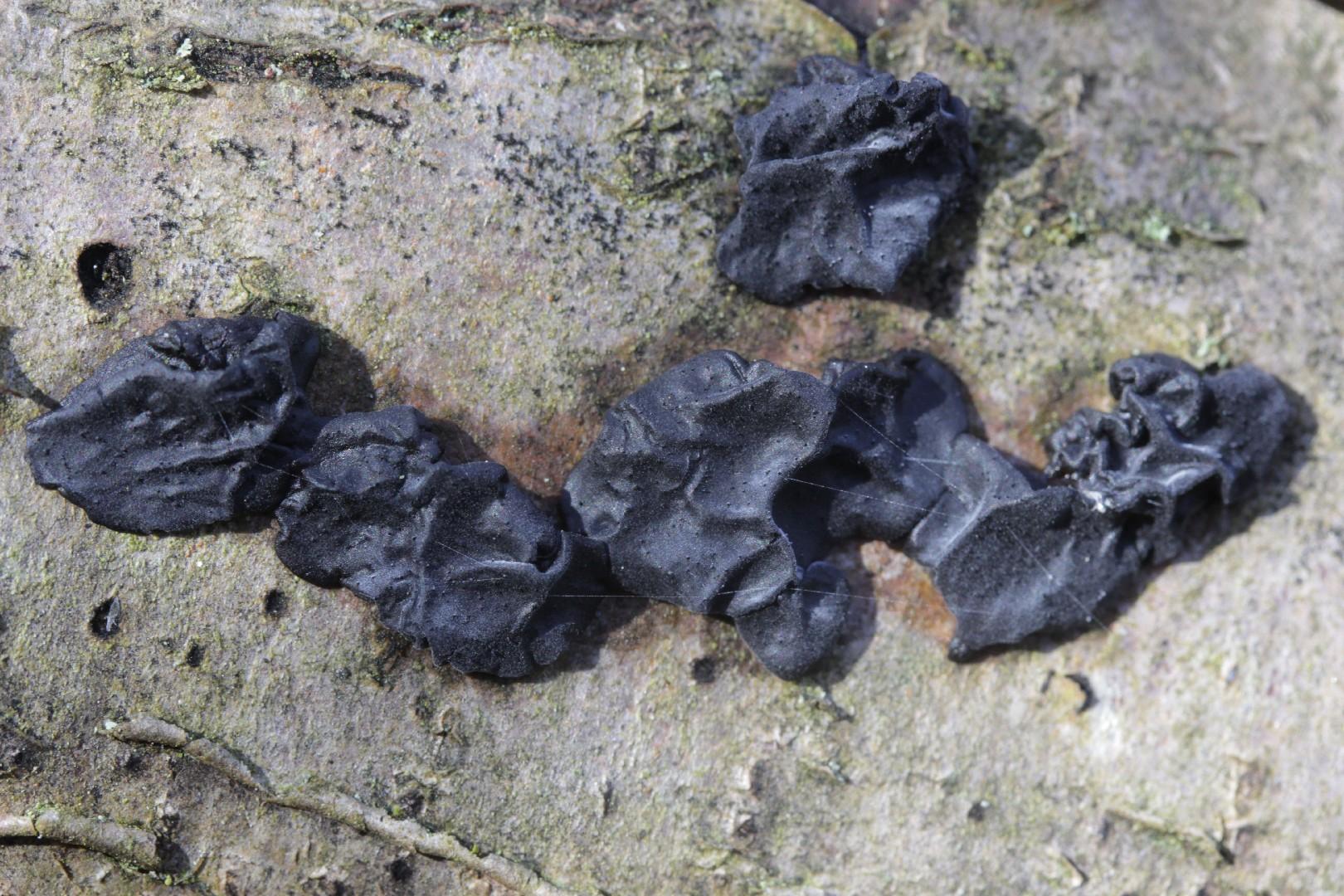 Witches' butter thumbnail 3