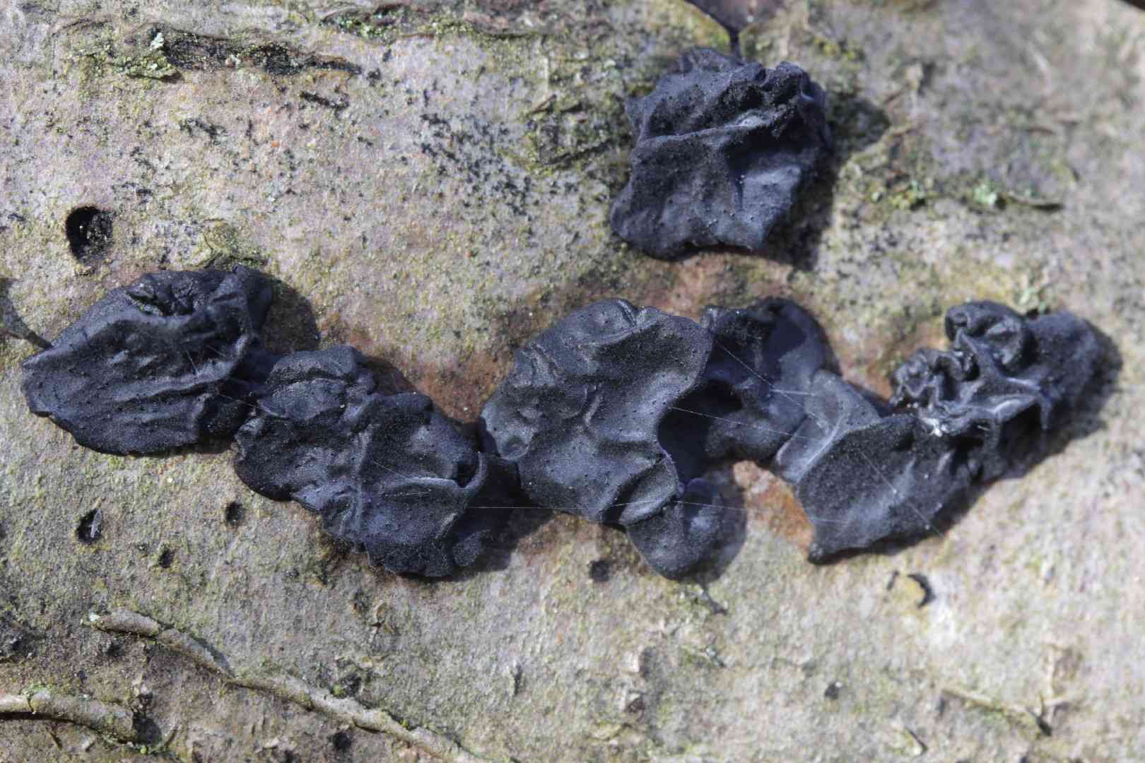 Witches' butter (Exidia nigricans) thumbnail 3