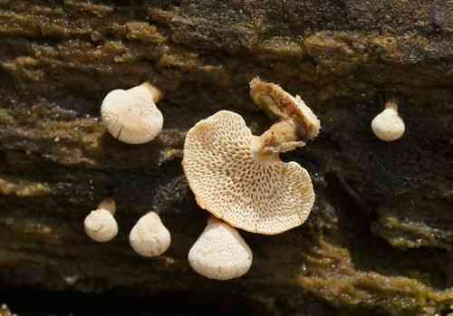Panellus pusillus (Panellus pusillus) thumbnail 2