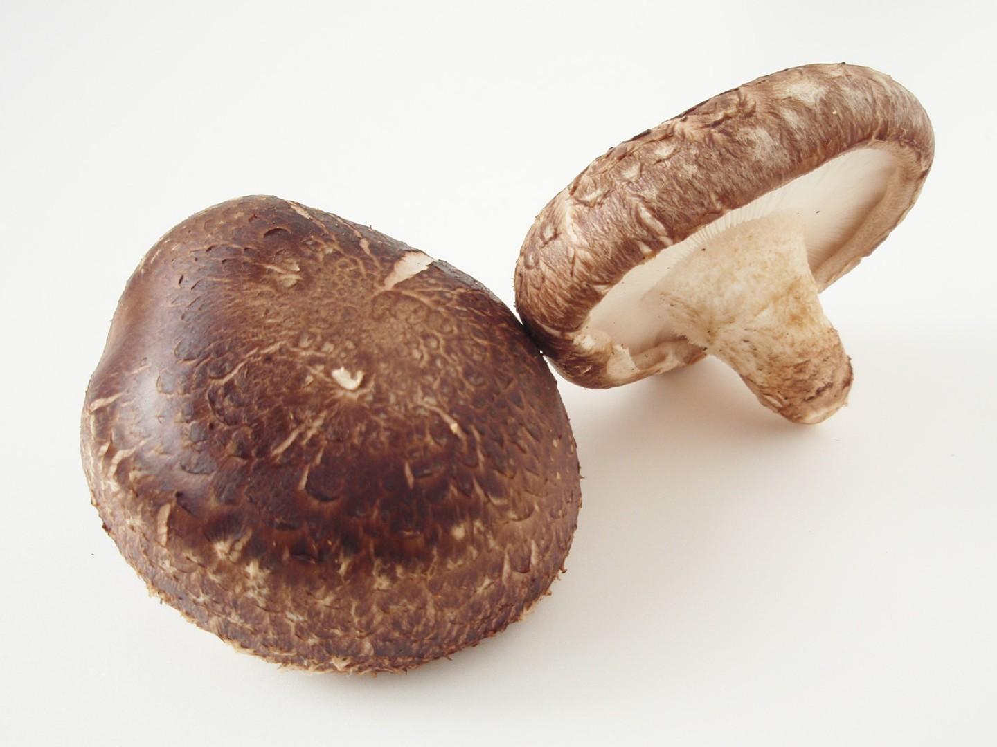 Shiitake