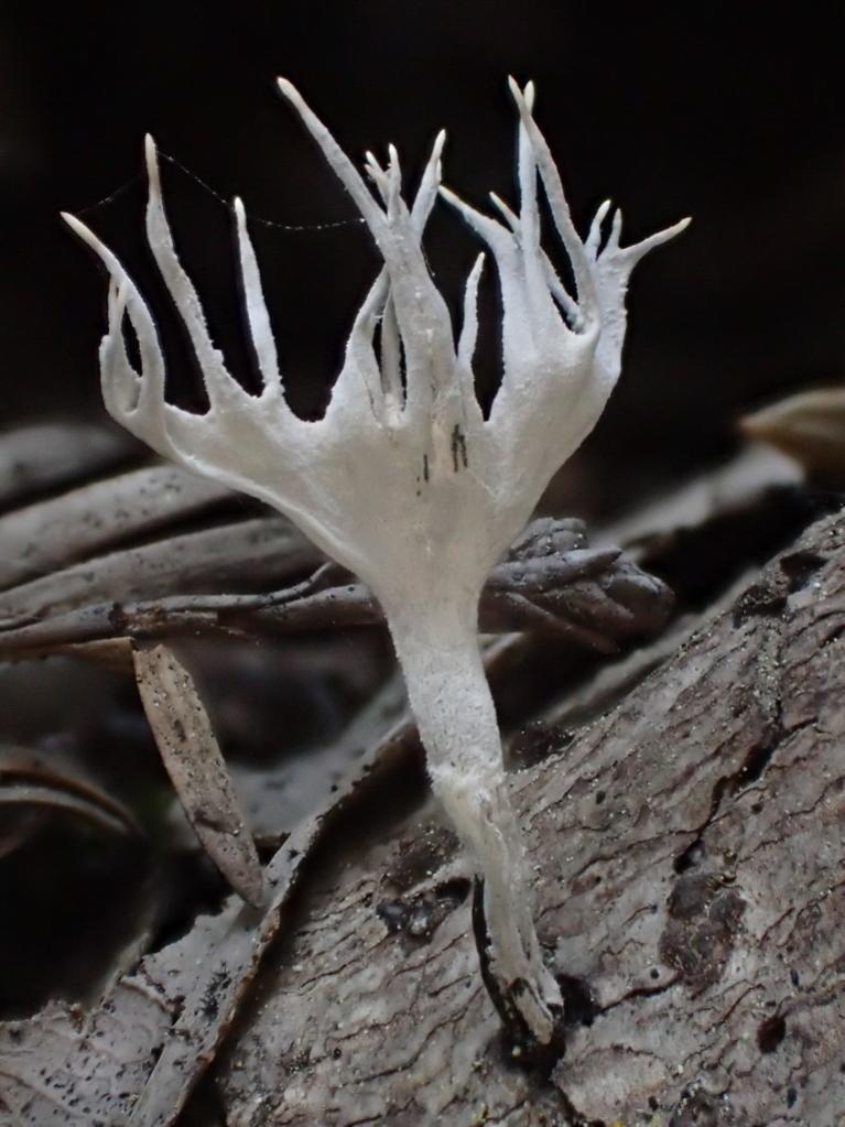 Candlesnuff fungus thumbnail 3