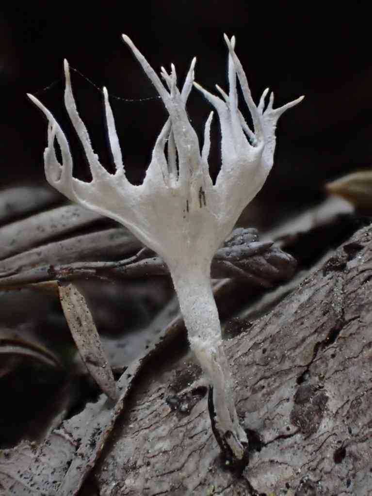 Candlesnuff fungus (Xylaria hypoxylon) thumbnail 3