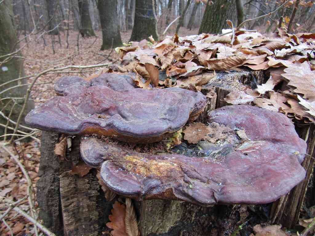Beeswax bracket (Ganoderma pfeifferi) thumbnail 2