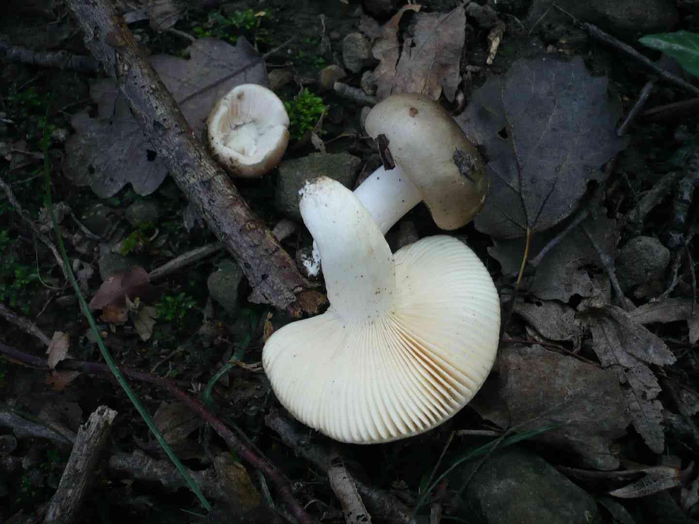 Russula medullata (Russula medullata) thumbnail 1