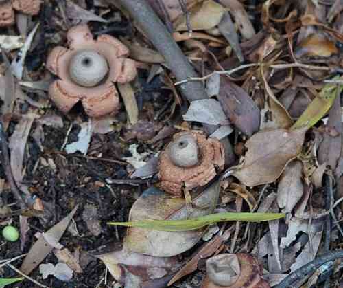 Collared earthstar (Geastrum triplex) thumbnail 3