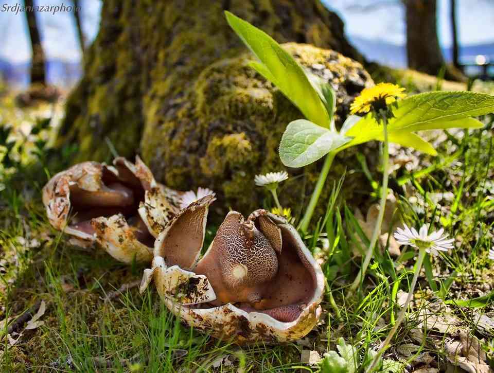 Violet crown cup (Sarcosphaera coronaria) thumbnail 3