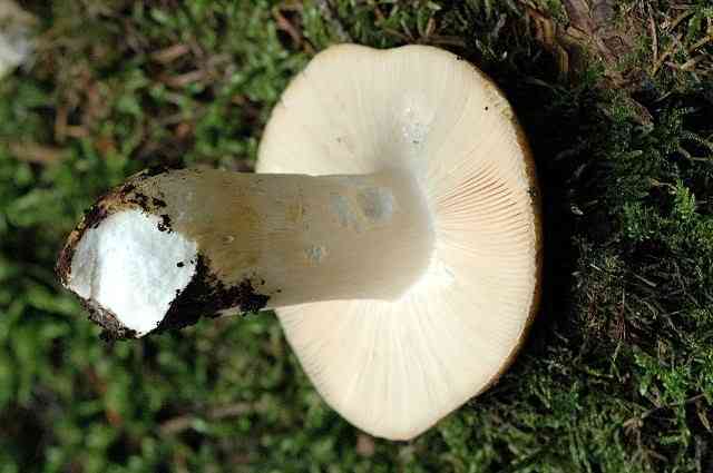 Russet brittlegill (Russula mustelina) thumbnail 2