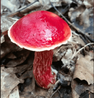 Frost's bolete