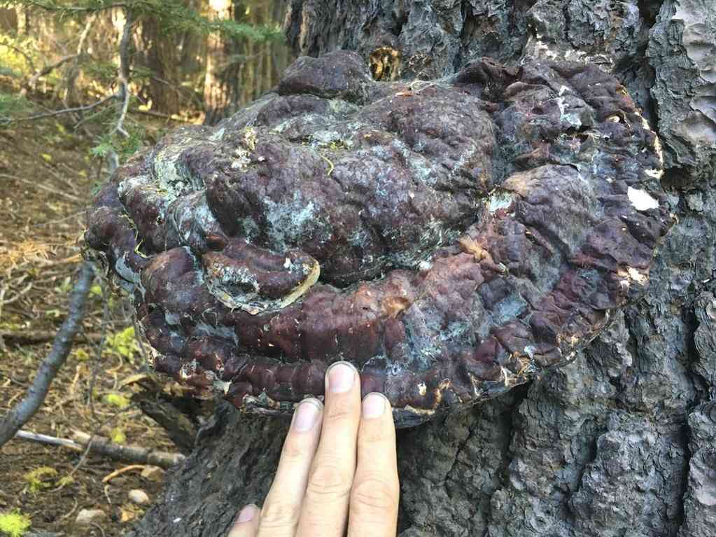 Western varnished conk (Ganoderma oregonense) thumbnail 3