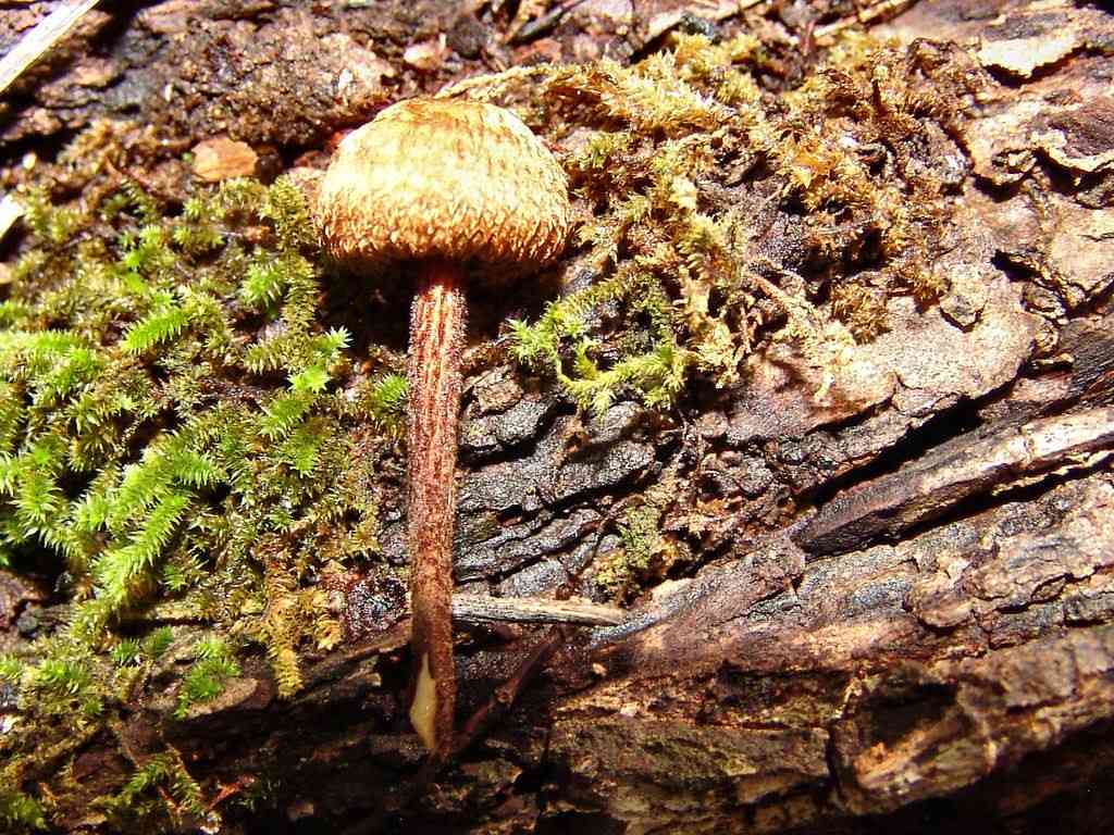 Aoned-cap collybia (Collybia zonata) thumbnail 2