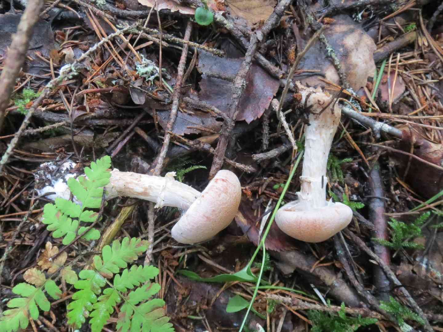 Cortinarius bivelus (Cortinarius bivelus) thumbnail 3