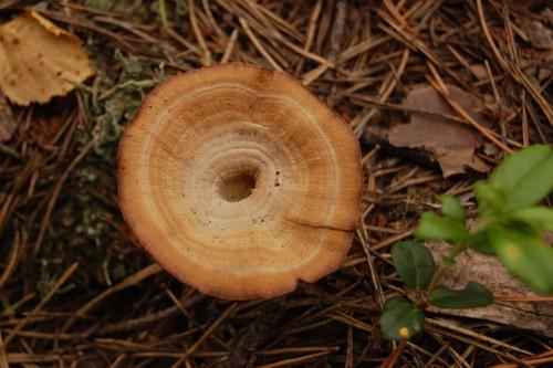 Tiger's eye thumbnail 2