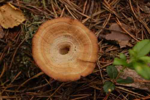 Tiger's eye (Coltricia perennis) thumbnail 2