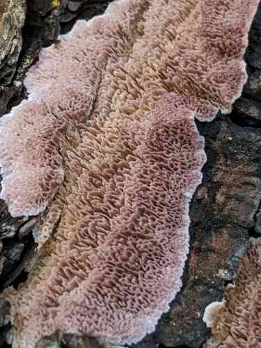 Purplepore bracket (Trichaptum abietinum) thumbnail 3