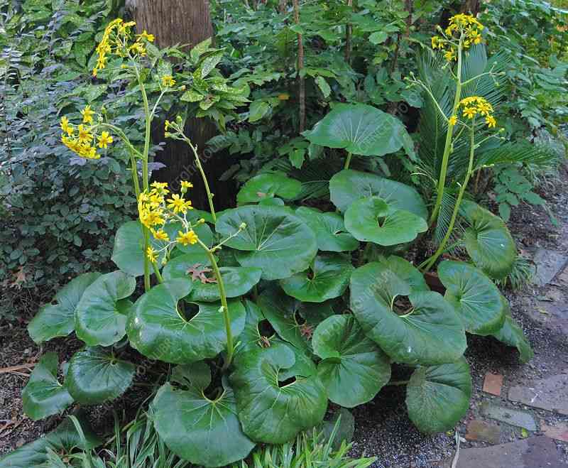 Leopard plant