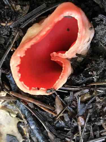 Scarlet cup (Sarcoscypha coccinea) thumbnail 3