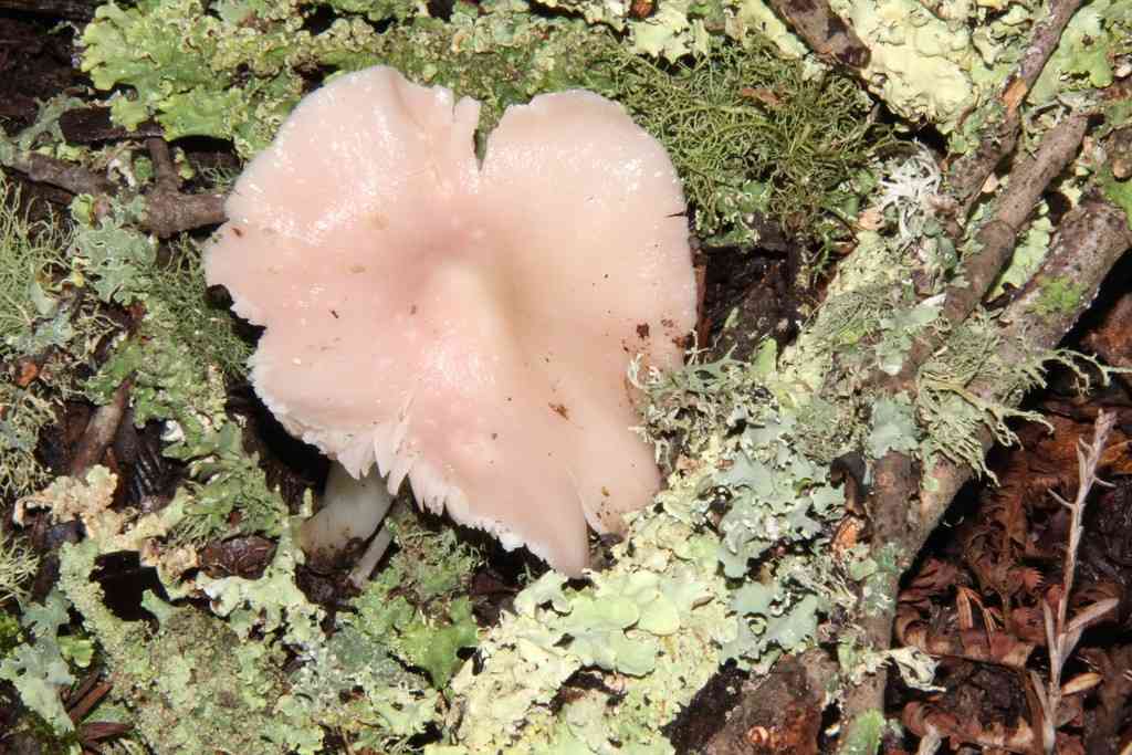 Pink waxcap (Porpolomopsis calyptriformis) thumbnail 3