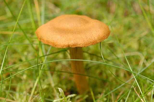 Deadly webcap (Cortinarius rubellus) thumbnail 2