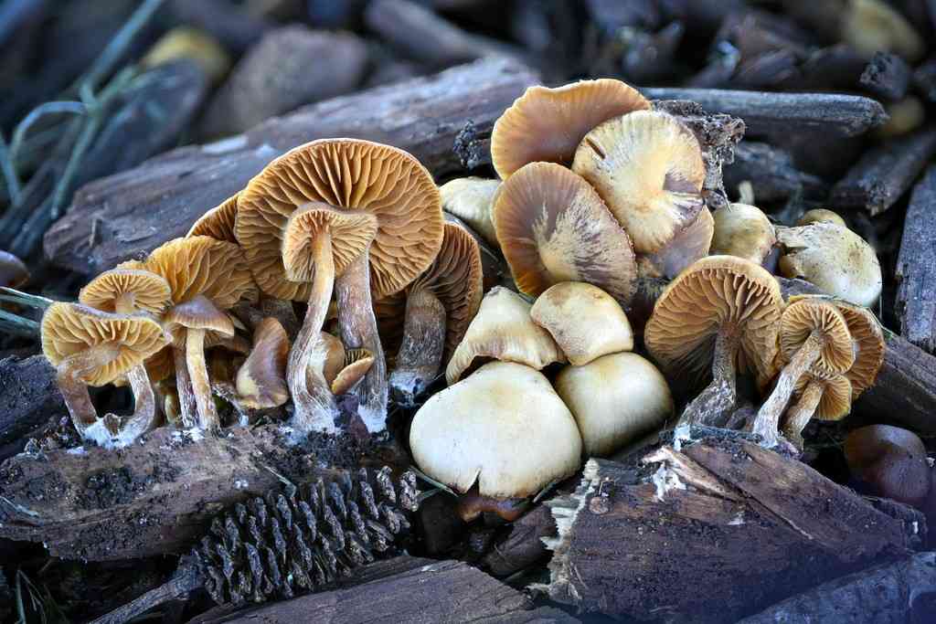 Galerina Badipes (Galerina badipes) thumbnail 1