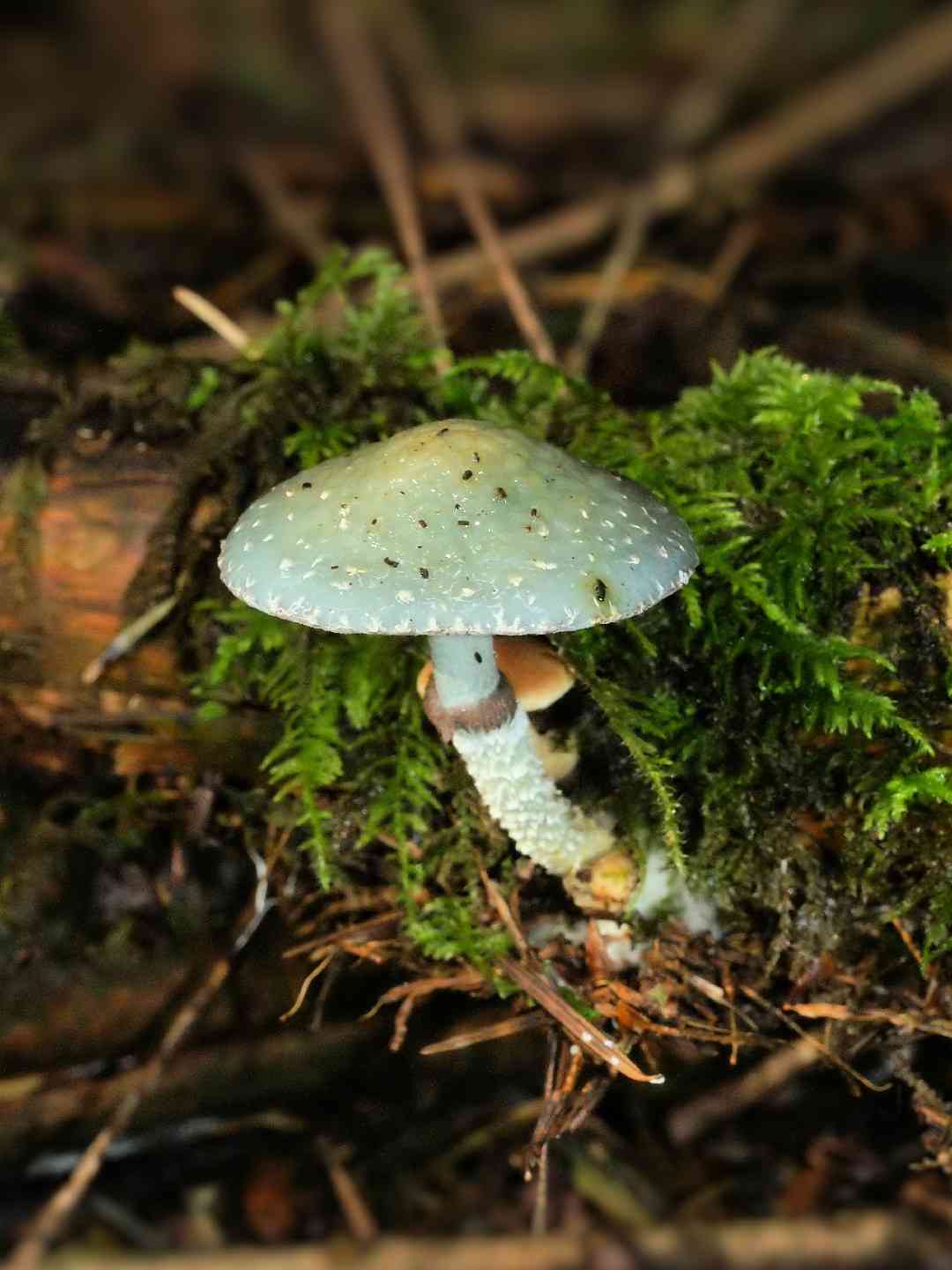 Verdigris roundhead (Stropharia aeruginosa) thumbnail 2