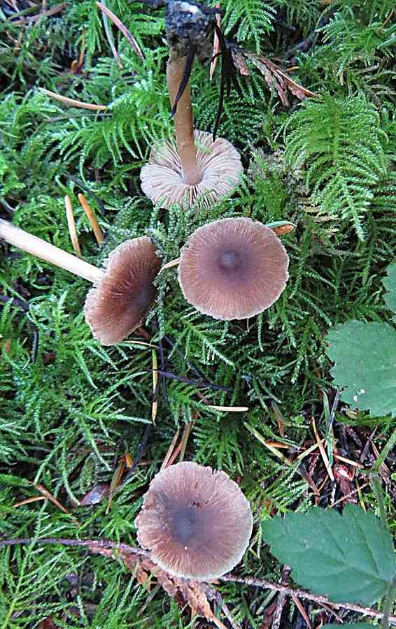 Inocybe nitidiuscula (Inocybe nitidiuscula) thumbnail 1