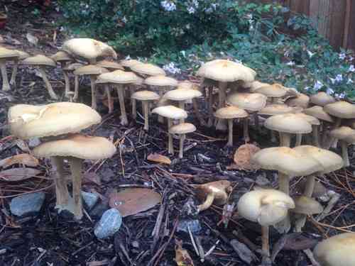 Mulch fieldcap (Agrocybe putaminum) thumbnail 3