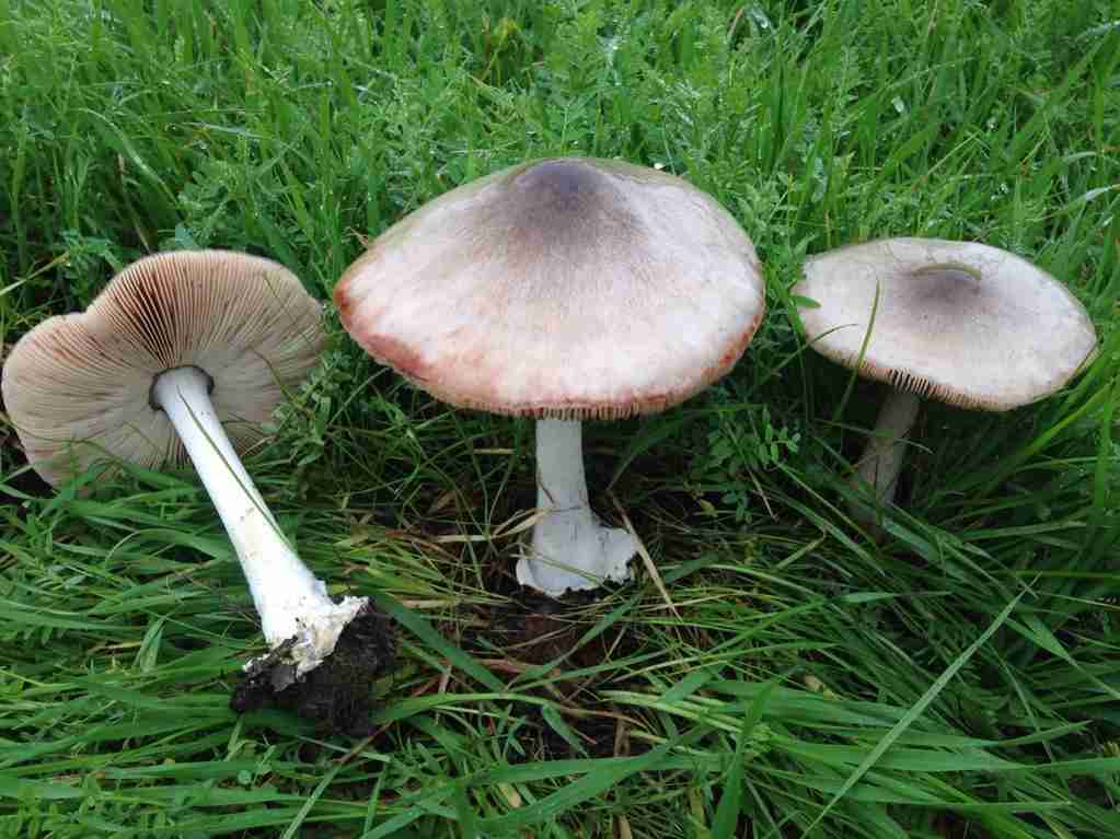 Big sheath mushroom (Volvopluteus gloiocephalus)