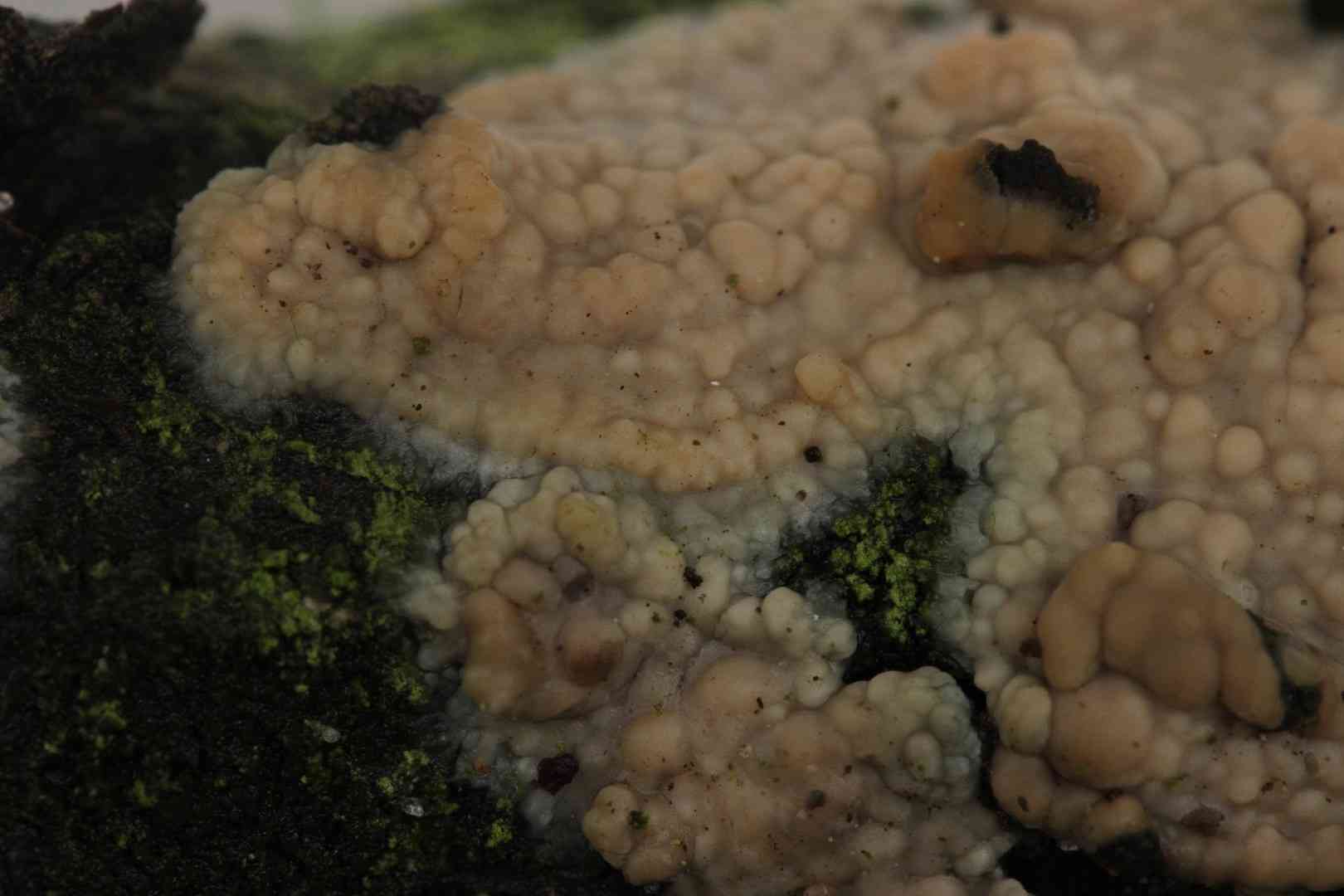Confluent radulomyces (Radulomyces confluens) thumbnail 1