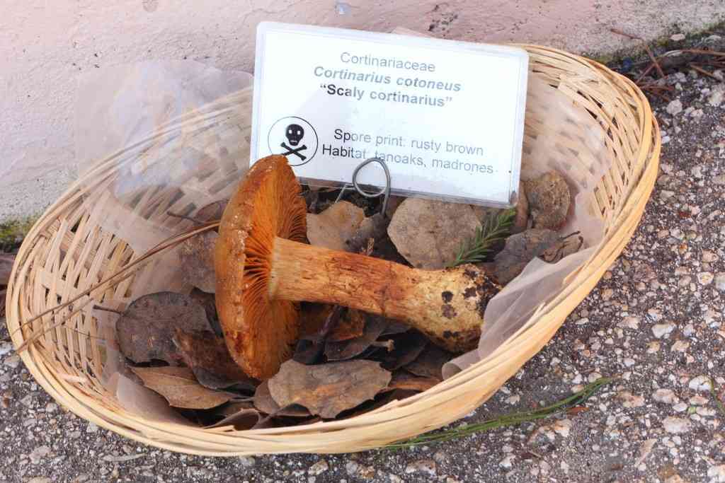 Cortinarius cotoneus (Cortinarius cotoneus) thumbnail 1