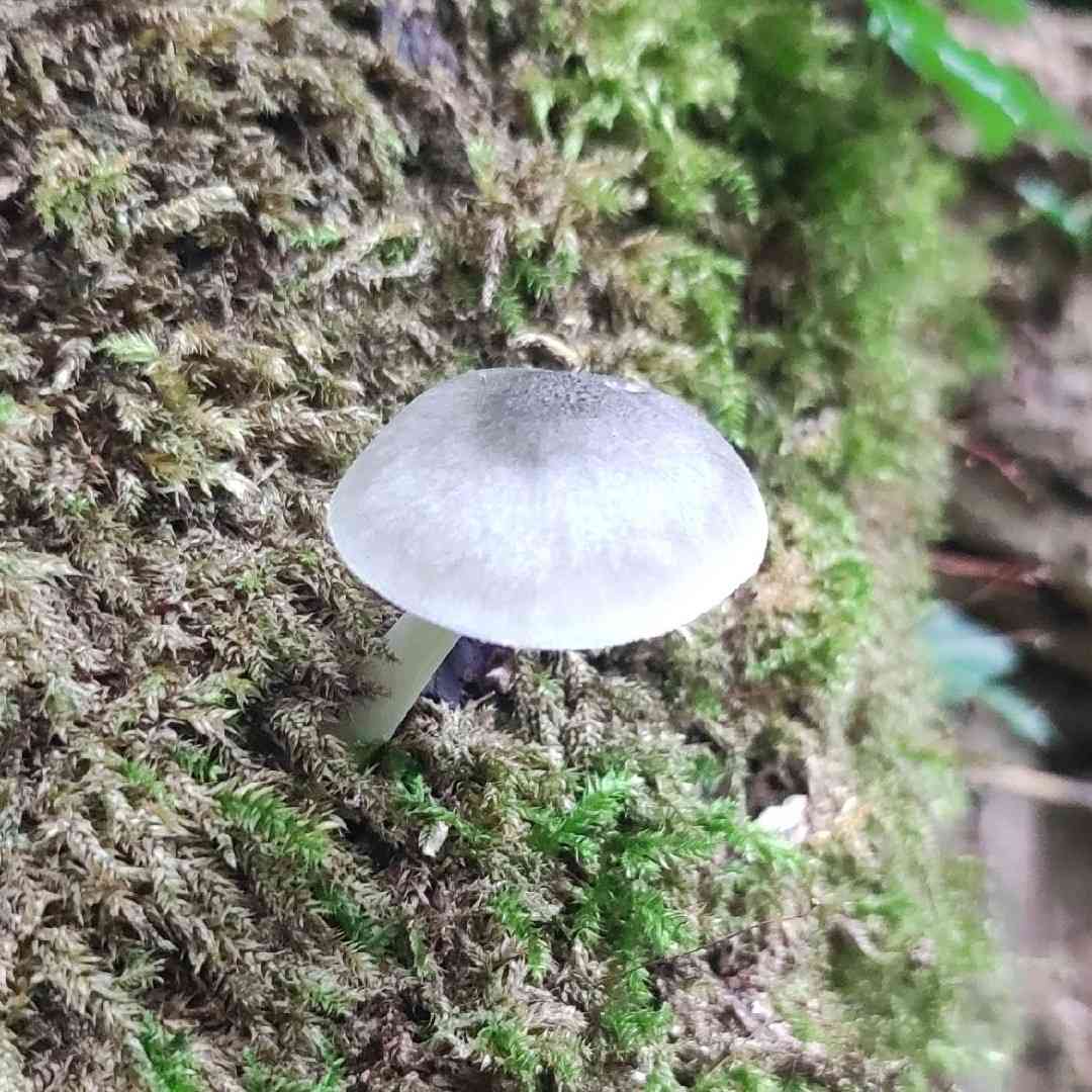 Willow shield (Pluteus salicinus) thumbnail 1