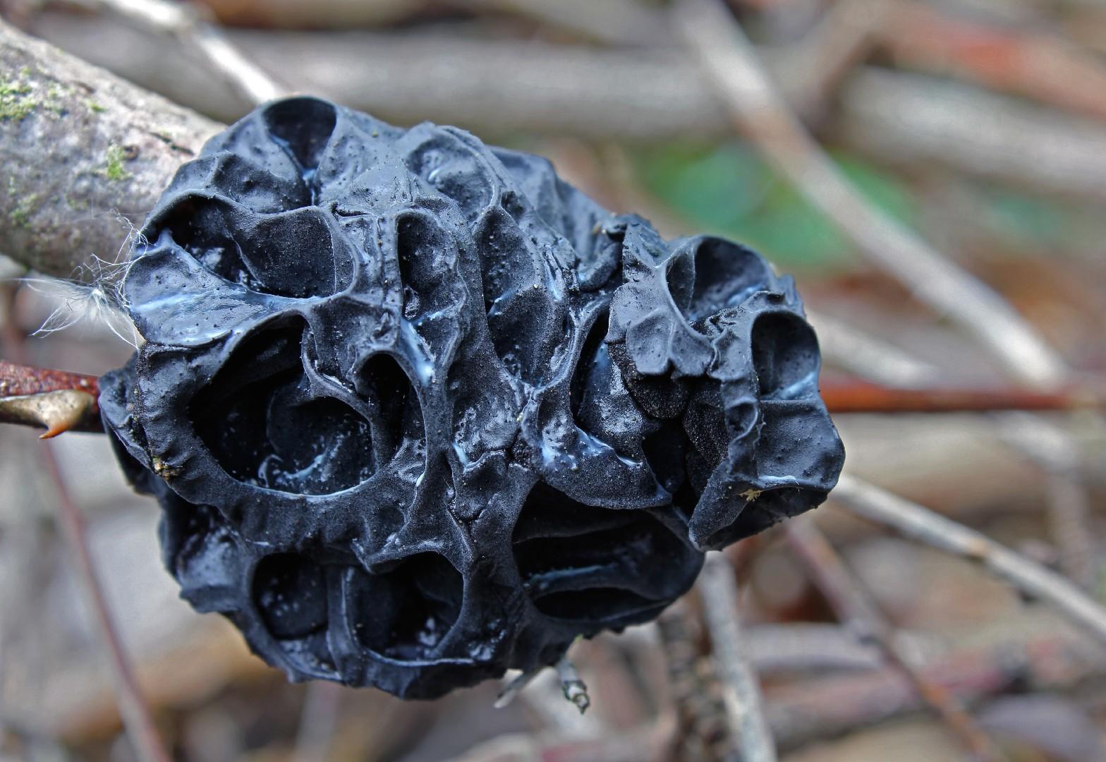 Witches' butter