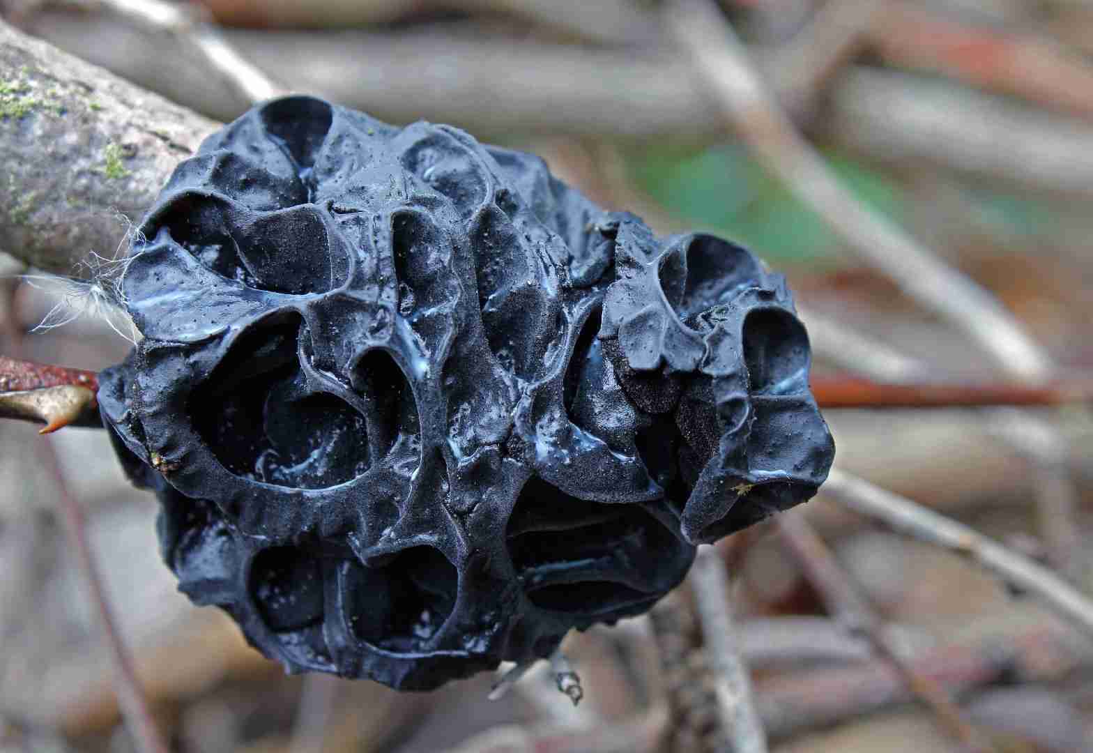 Witches' butter (Exidia nigricans)