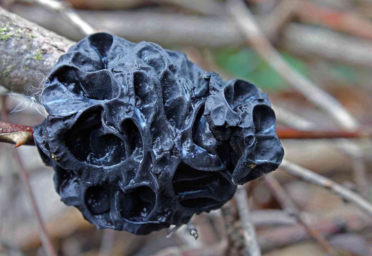 Witches' butter (Exidia nigricans) thumbnail 1