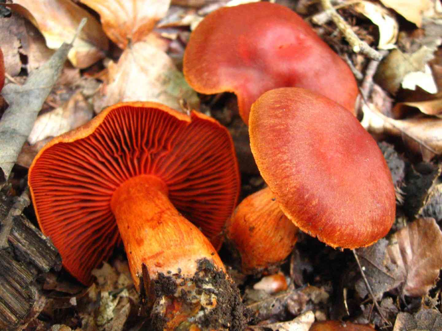 Cinnabar webcap (Cortinarius cinnabarinus) thumbnail 1