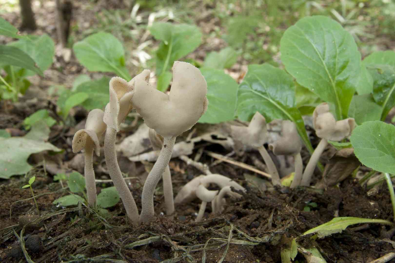 Flexible lorchel (Helvella elastica) thumbnail 2