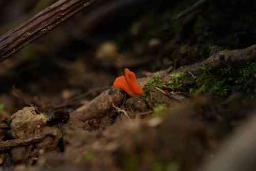 Flame fungus (Clavulinopsis sulcata) thumbnail 3