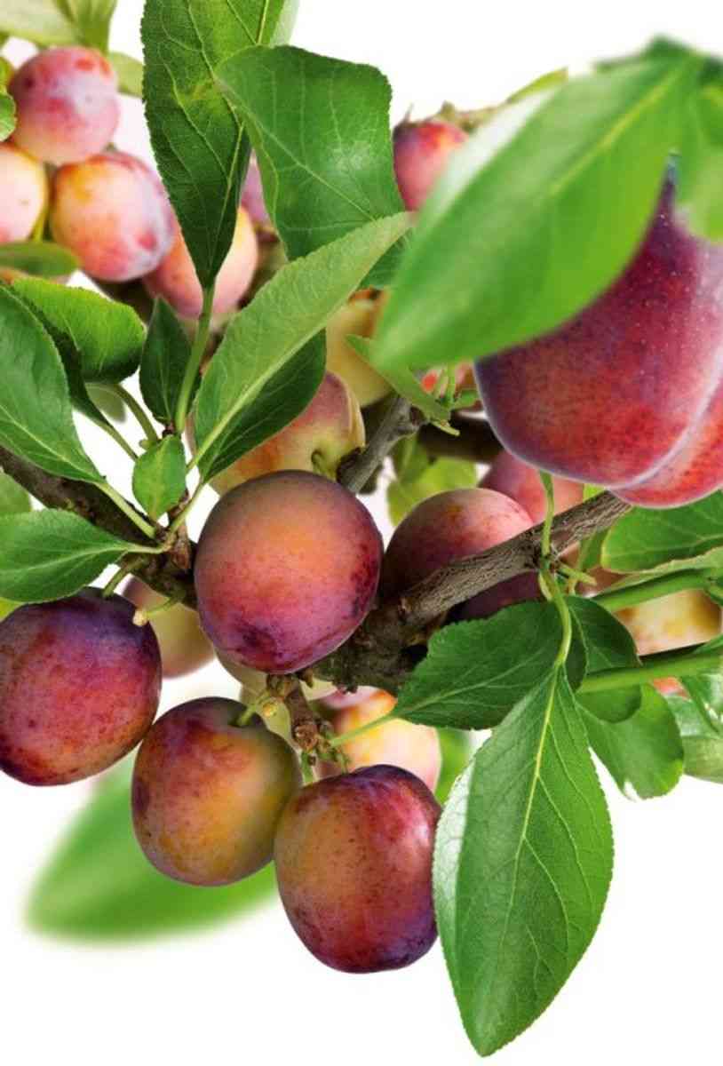 European plum