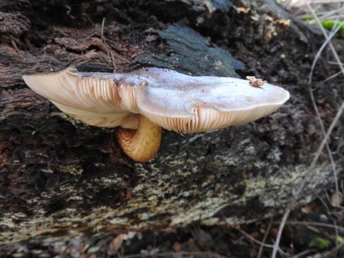 Deer mushroom thumbnail 2