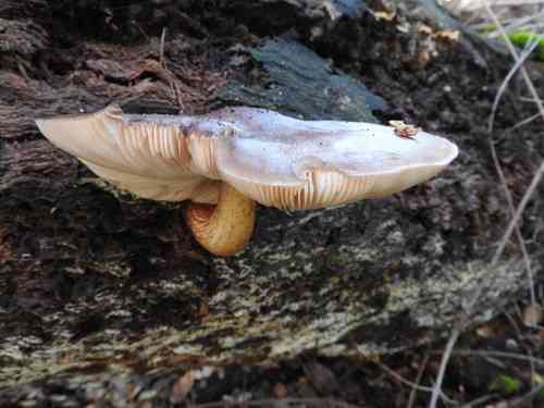 Deer mushroom (Pluteus cervinus) thumbnail 2