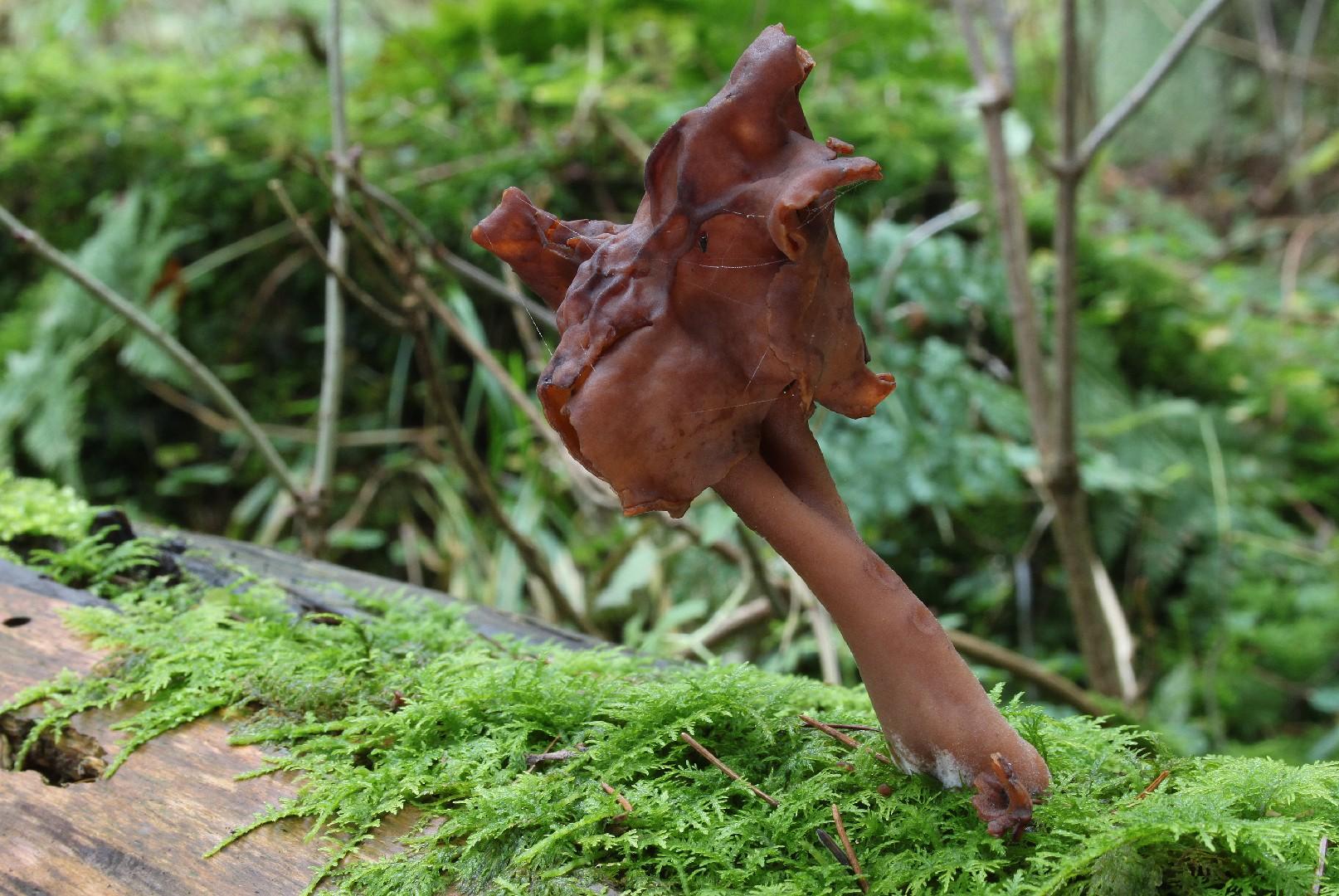 Hooded false morel thumbnail 3