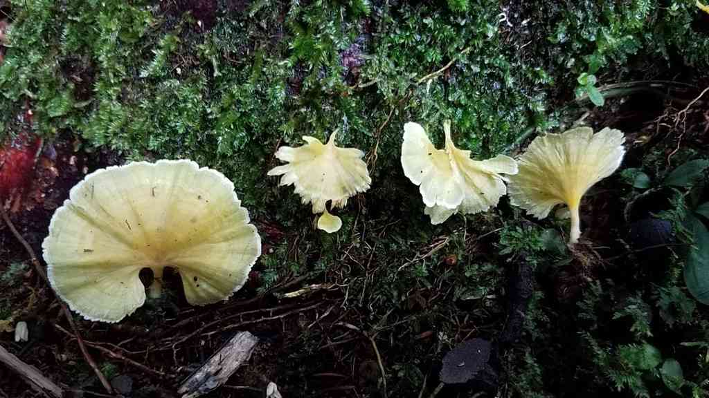 Cotylidia aurantiaca (Cotylidia aurantiaca) thumbnail 1