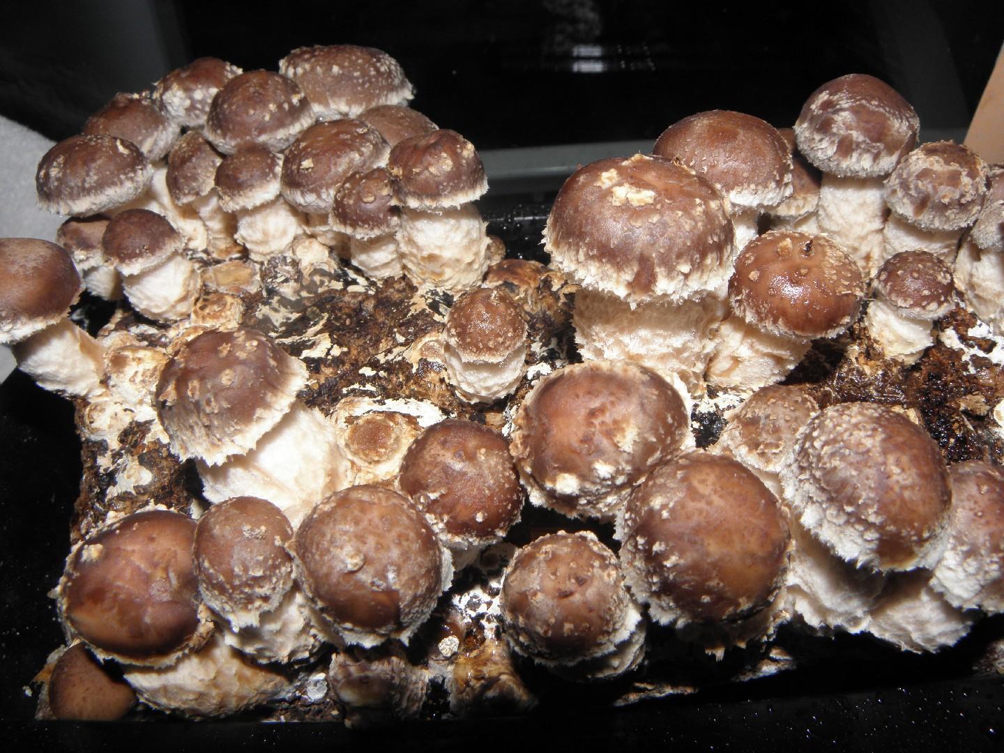 Shiitake thumbnail 3