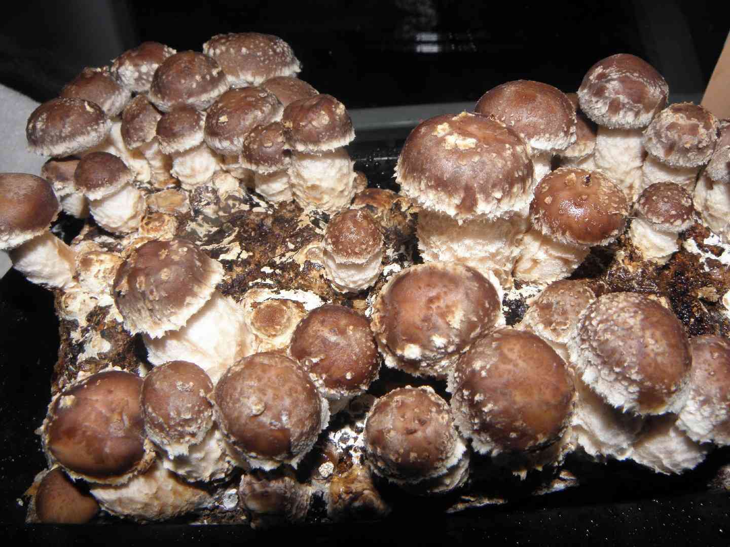 Shiitake (Lentinula edodes) thumbnail 3