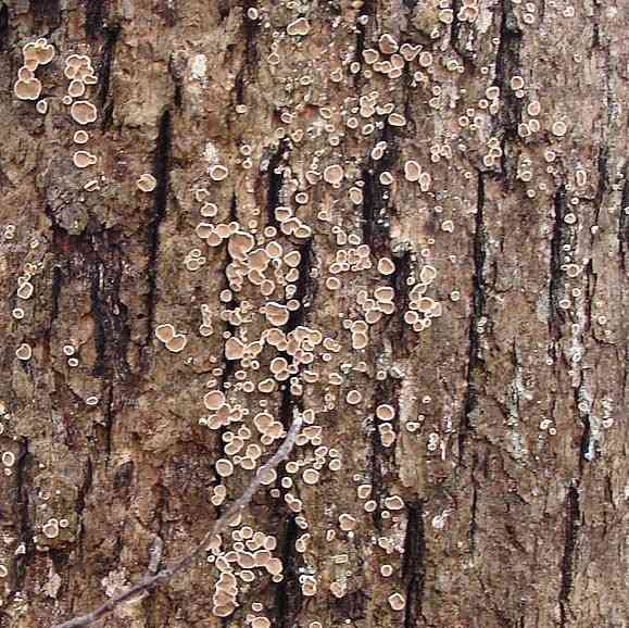 Oak parchment (Aleurodiscus oakesii) thumbnail 1