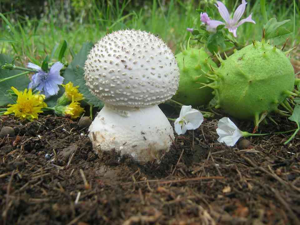 Solitary amanita (Amanita echinocephala) thumbnail 2
