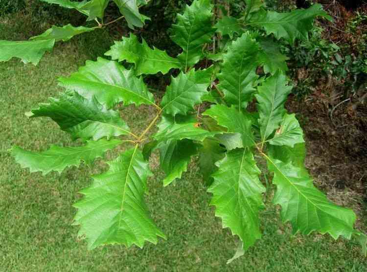 Swamp chestnut oak