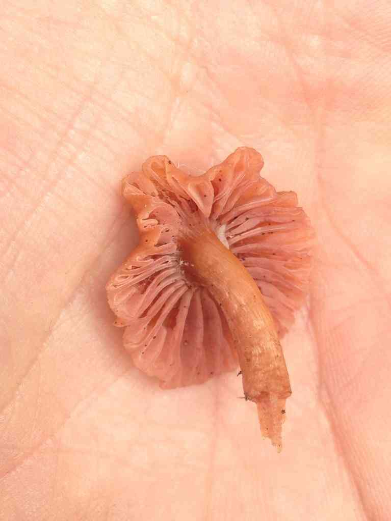 Twisted deceiver (Laccaria tortilis) thumbnail 3