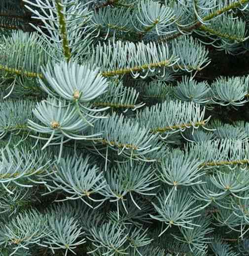 White fir