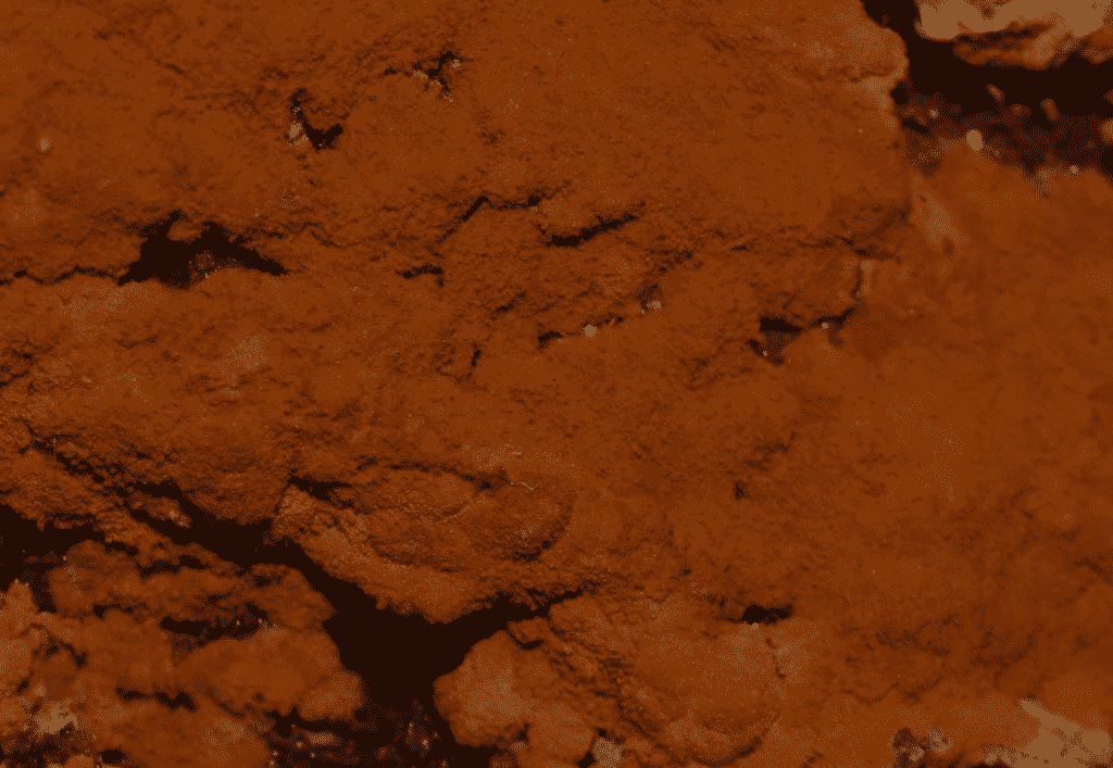 Ceriporia spissa (Ceriporia spissa) thumbnail 3