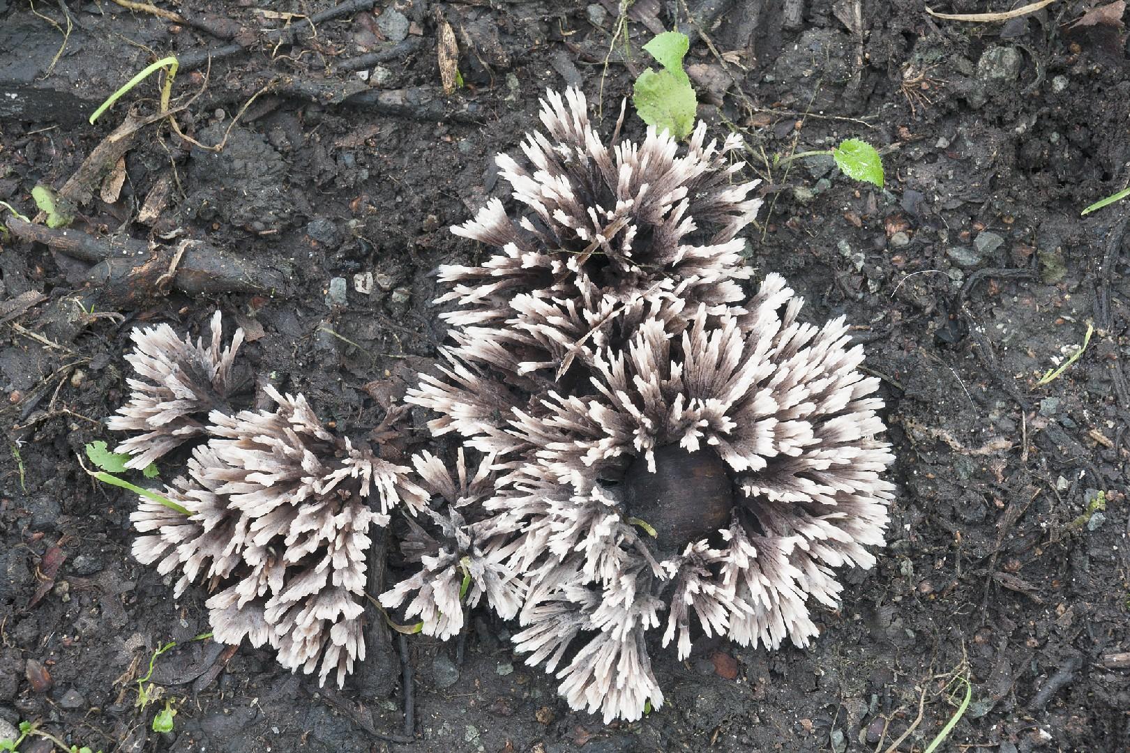 Thelephora anthocephala